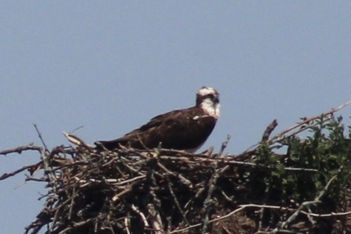iNaturalist image