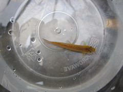 Oreonectes platycephalus