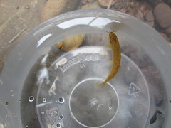 Oreonectes platycephalus