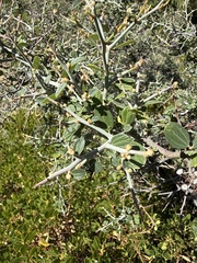 Ceanothus cordulatus, photograph author not stated, no rights reserved