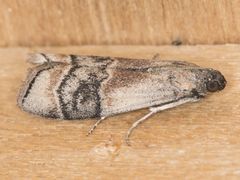 Euzophera vinnulella