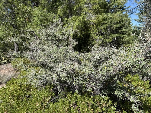Ceanothus cordulatus, photograph 6