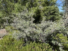 Ceanothus cordulatus, photograph author not stated, no rights reserved