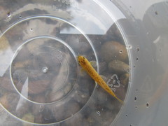 Oreonectes platycephalus