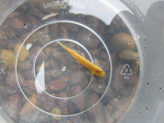 Oreonectes platycephalus