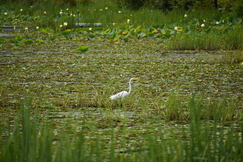 iNaturalist image