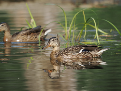iNaturalist image