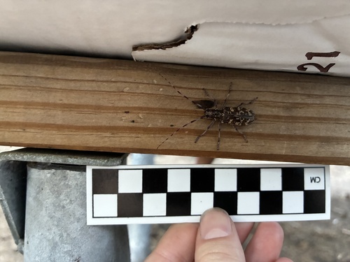 iNaturalist observation photo of Sawyer Beetles