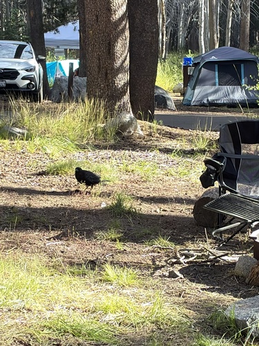 iNaturalist observation photo of Common Raven