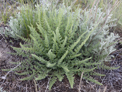 Palimbia rediviva