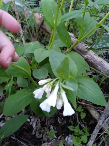 Mertensia virginica