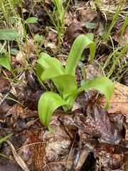 Veratrum hybridum
