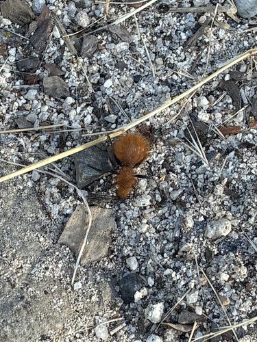 iNaturalist observation photo of Dasymutilla