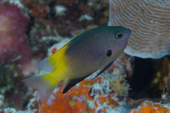 Pomacentrus nigromanus