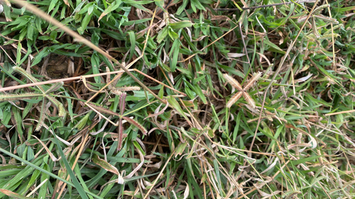 Durban Crowfoot