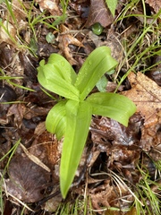 Veratrum hybridum