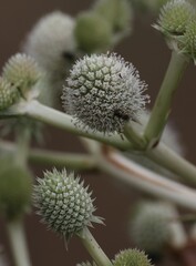 Eryngium eburneum, photograph (c) Andrea Gantzer, some rights reserved (CC BY)