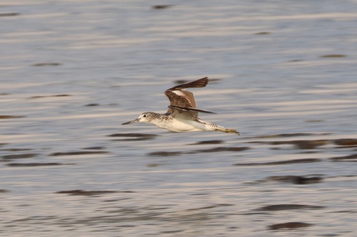 iNaturalist image
