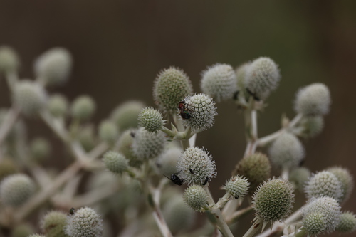 Eryngium eburneum, photograph 2