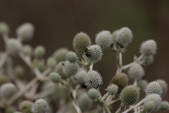 Eryngium eburneum, photograph (c) Andrea Gantzer, some rights reserved (CC BY)