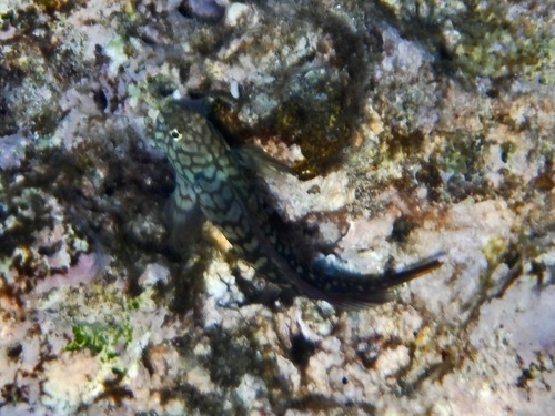 Imitator blenny (Cirripectes imitator) — Blenniidae — 4