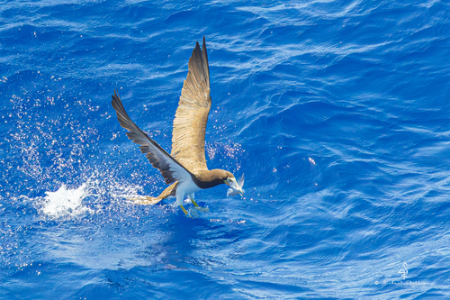 iNaturalist image