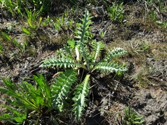 Cirsium andrewsii