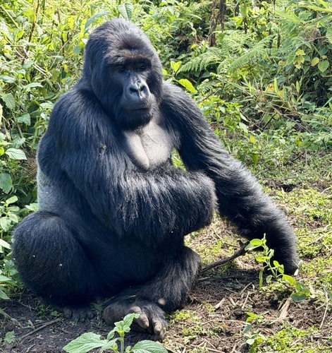 Mountain Gorilla