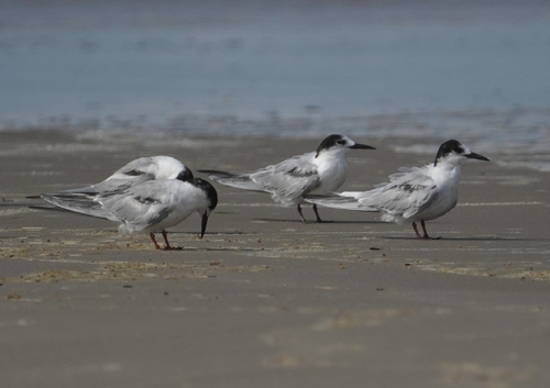 iNaturalist: (c) Nick Glover, some rights reserved (CC BY-NC), uploaded by Nick Glover iNaturalist image