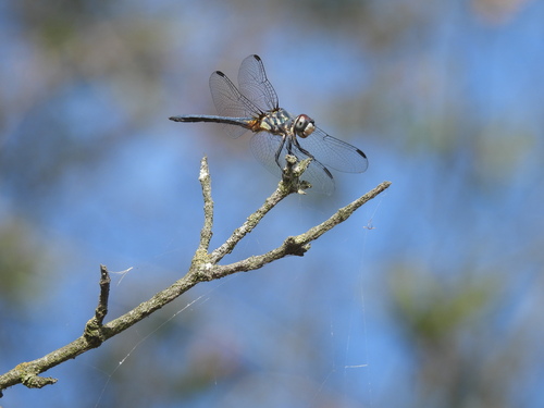 iNaturalist observation photo of Blue Dasher