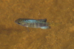 Cyprinodon macularius