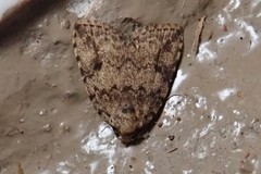 Tolpia conscitulana