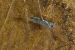 Cyprinodon macularius