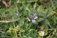 Solanum aloysiifolium
