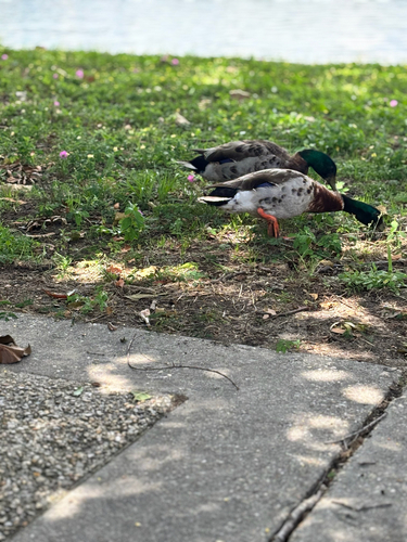 iNaturalist image