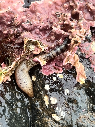 Phascolosoma observed 2026-07-26