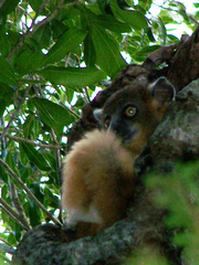 Lepilemur hubbardorum