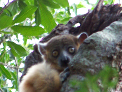 Lepilemur hubbardorum