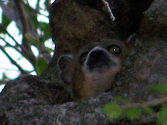 Lepilemur hubbardorum