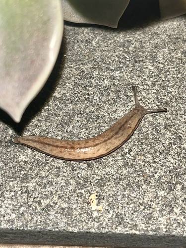 Meghimatium pictum