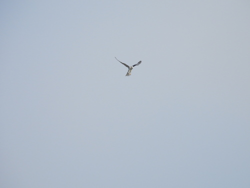 iNaturalist observation photo of White-tailed Kite