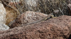 Crotaphytus vestigium