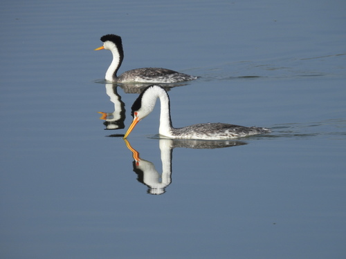 iNaturalist observation photo of Clark's Grebe