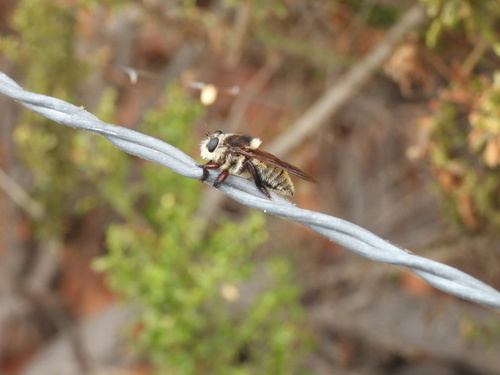 iNaturalist observation photo of Golden-tailed Beebandit