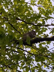 Sciurus carolinensis