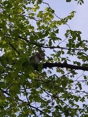 Sciurus carolinensis