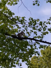 Sciurus carolinensis