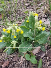 Primula veris