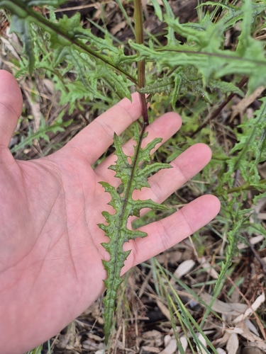 thistle-leaf groundsel