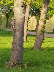 Sciurus carolinensis